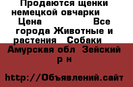 Продаются щенки немецкой овчарки!!! › Цена ­ 6000-8000 - Все города Животные и растения » Собаки   . Амурская обл.,Зейский р-н